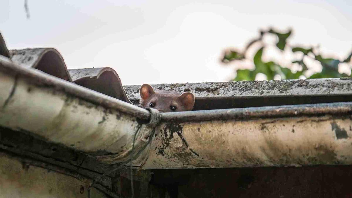 Marder im Dach, Marder im Dach: Welche Versicherung greift beim Marderschaden am Haus?, Westfalen Versicherungsmakler - Versicherungsmakler & Versicherungsberater für Dortmund, Münster, Hamm, Bochum, Herne, Gelsenkirchen, Bottrop, Bielefeld, Paderborn, Recklinghausen, Detmold, Gütersloh, Coesfeld, Unna, Hagen, Höxter und ganz Westfalen.