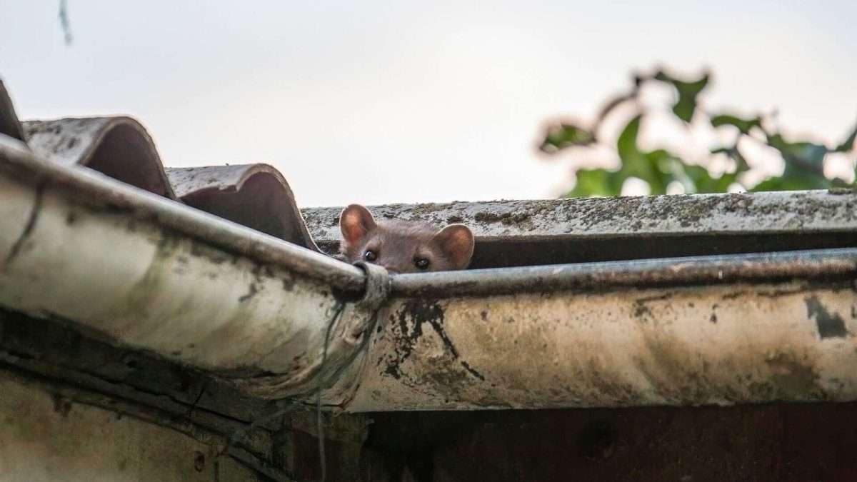 , Marder im Dach: Welche Versicherung greift beim Marderschaden am Haus?, Cologne Insurance - Versicherungsmakler & Versicherungsberater in Köln, Leverkusen, Opladen, Burscheid, Odenthal, Kürten, Lindlar, Bergisch Gladbach, Bensberg, Refrath, Engelskirchen, Rösrath, Overath, Lohmar, Troisdorf, Siegburg, Hennef, Niederkassel, Wesseling, Brühl, Erftstadt, Hürth, Frechen, Kerpen, Bergheim, Pulheim,...