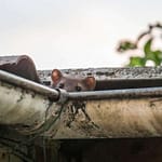 , Wenn der Marder einen Schaden am Elektroauto anrichtet…, Cologne Insurance - Versicherungsmakler & Versicherungsberater in Köln, Leverkusen, Opladen, Burscheid, Odenthal, Kürten, Lindlar, Bergisch Gladbach, Bensberg, Refrath, Engelskirchen, Rösrath, Overath, Lohmar, Troisdorf, Siegburg, Hennef, Niederkassel, Wesseling, Brühl, Erftstadt, Hürth, Frechen, Kerpen, Bergheim, Pulheim,...