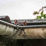 Marder im Dach: Welche Versicherung greift beim Marderschaden am Haus? 5 Musikinstrumentenversicherung, Musikinstrumentenversicherung, Revier Versicherungsmakler - Versicherungsmakler & Versicherungsberater in Dortmund, Essen, Duisburg, Bochum, Gelsenkirchen, Oberhausen, Herne, Bottrop, Velbert, Gladbeck, Mülheim an der Ruhr, Hattingen u.v.m.