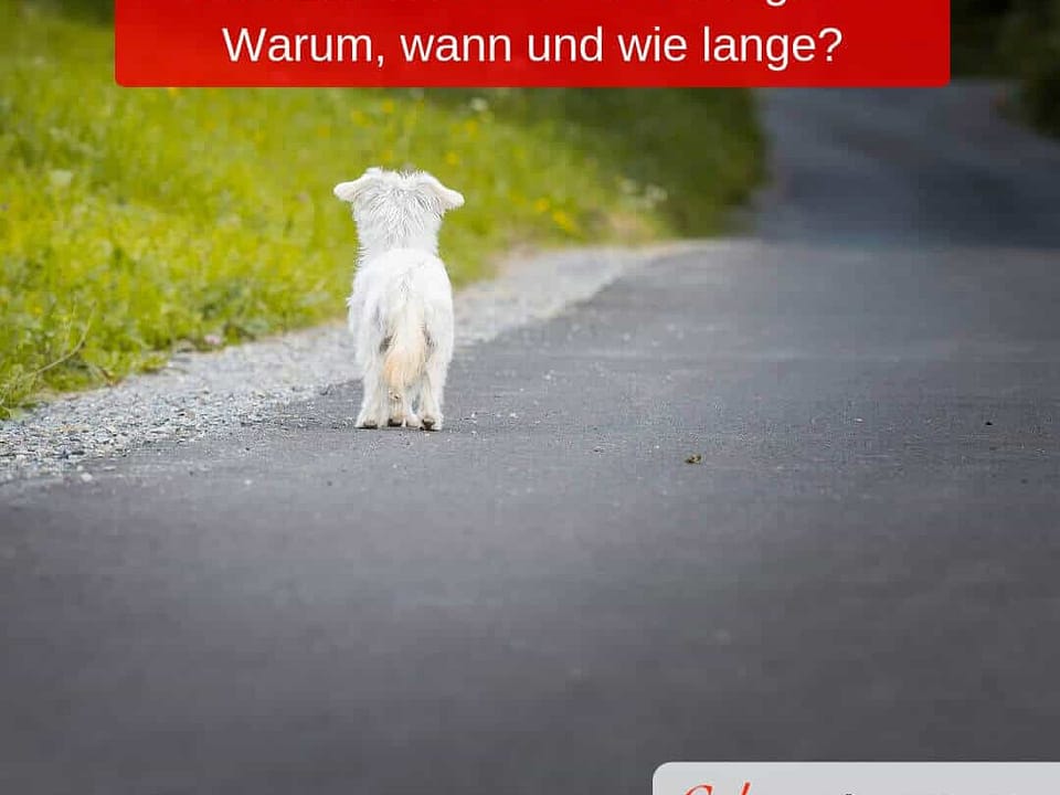 Ein kleiner Hund steht auf einem Weg und schaut in die Ferne.