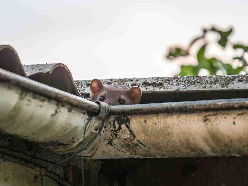 Ein Marder schaut vorsichtig über den Rand eines Daches mit einer schmutzigen Regenrinne.