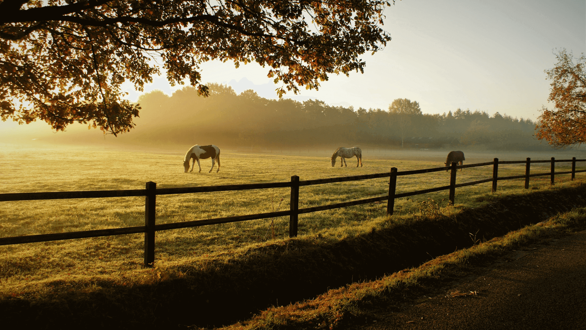 Drei Pferde grasen auf einer Wiese in der Morgendämmerung mit sanften Lichtverhältnissen.