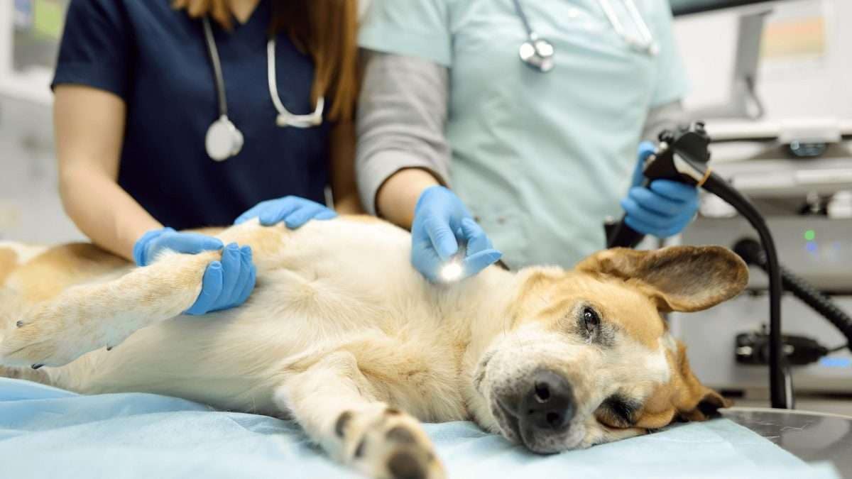 Ein Hund liegt auf einem Tisch während einer tierärztlichen Untersuchung mit zwei Tierärzten.