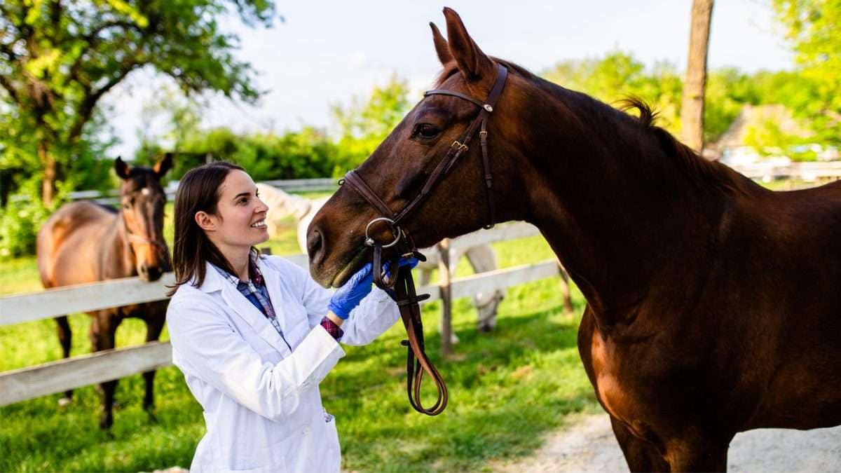 Eine Tierärztin untersucht ein braunes Pferd mit einem Halfter auf einem Bauernhof.