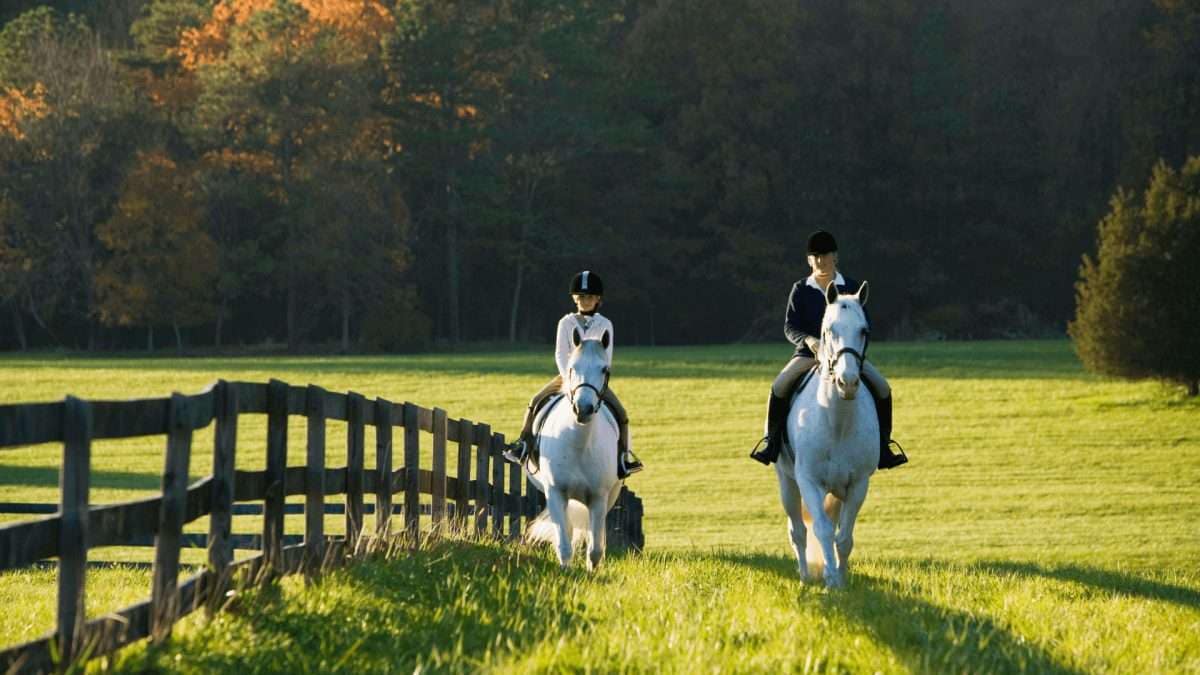 Zwei Reiter auf weißen Pferden, die auf einem Weg durch eine Wiese reiten.