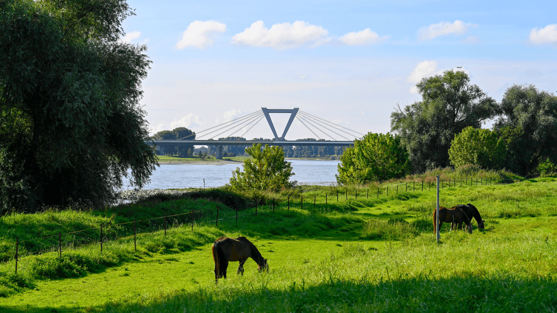 Zwei Pferde grasen auf einer Wiese mit einem modernen Brückenbau im Hintergrund.